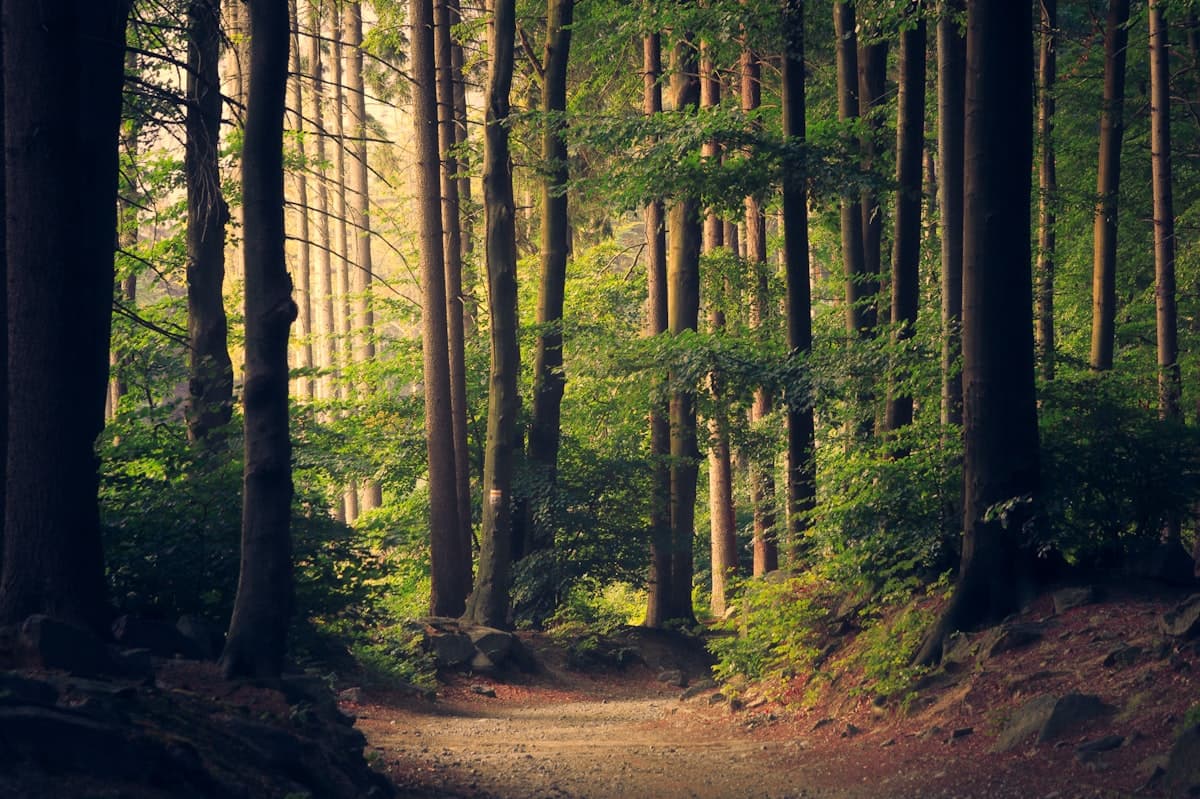 PMBOK 8 Principle 5: Integrating Sustainability and ESG in Projects